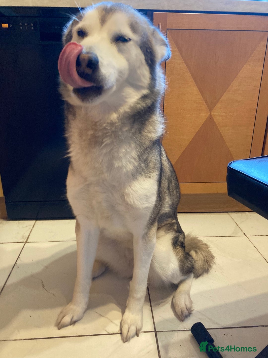 Mixed Breed dogs for sale: Alaskan malamute cross husky - Advert 2
