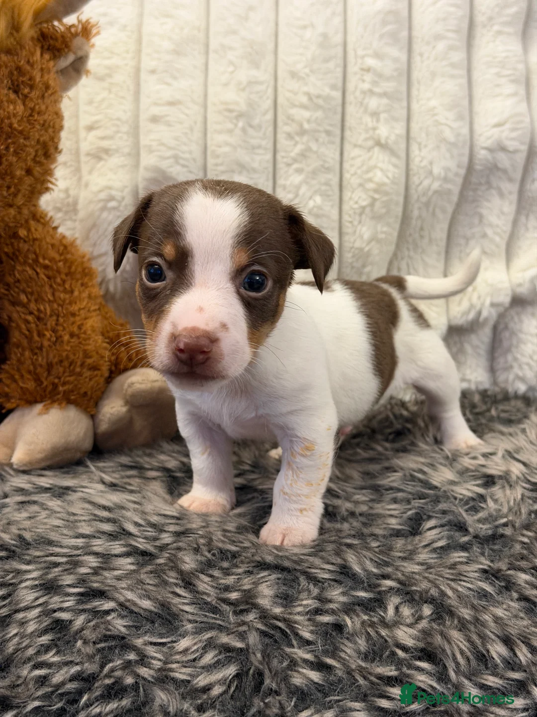 Jack Russell dogs for sale: DONJACKS - fully health tested miniature puppies  - Advert 13