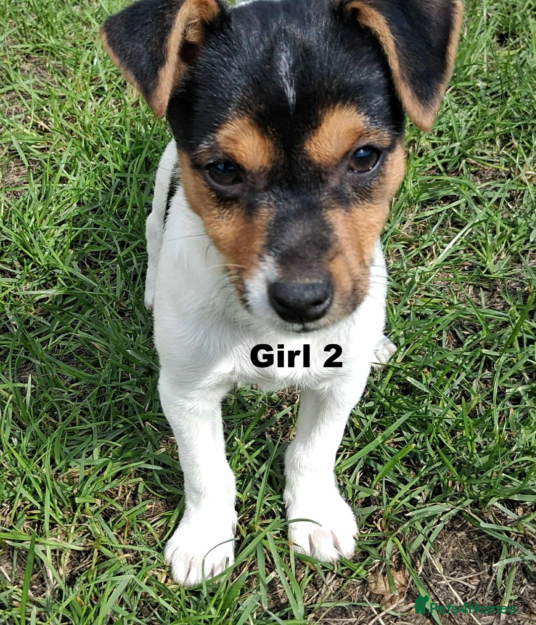 Jack Russell dogs for sale: Pure Jack Russell puppies - Image 8