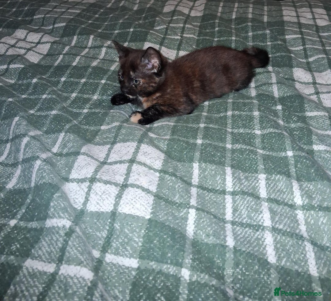 Mixed Breed cats for sale: Kittens ready for forever homes.  - Advert 8