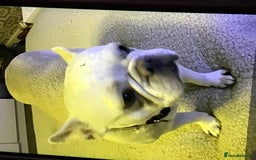 French Bulldog dogs for sale: French bulldog puppies  - Image 22