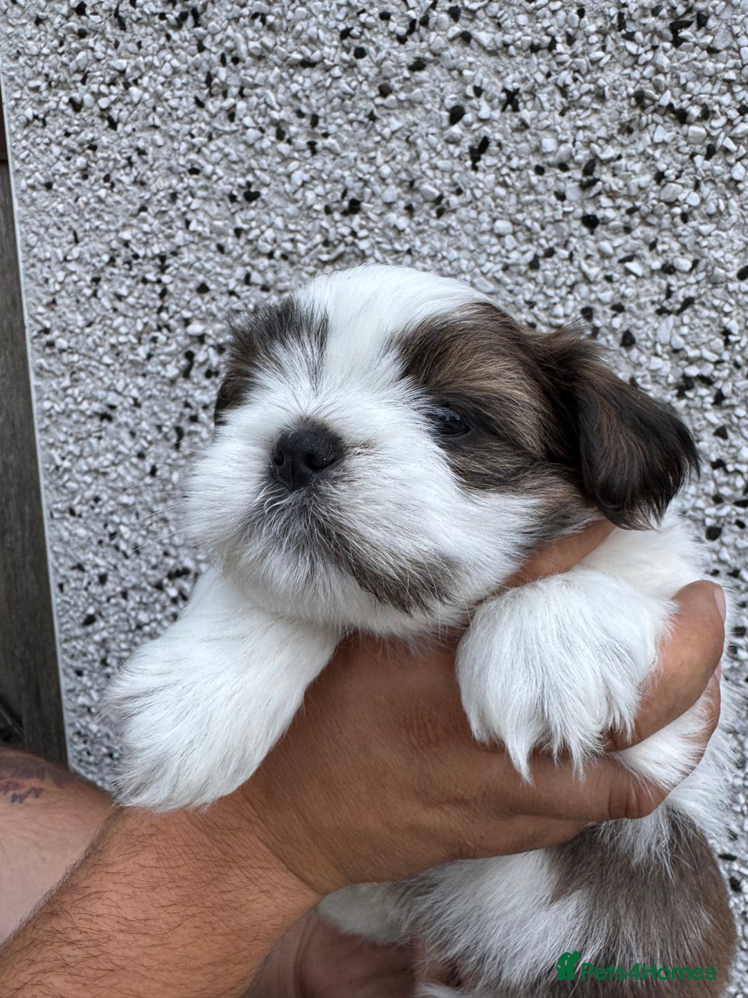 Shih Tzu dogs for sale: Beautiful Shih Tzu puppies  - Image 17