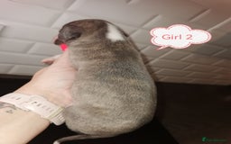 Whippet dogs for sale: Lovely petite whippets for sale  - Image 5