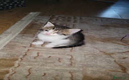 Mixed Breed cats for sale: Beautiful mixed kittens 2 boys 2 girl - Image 6