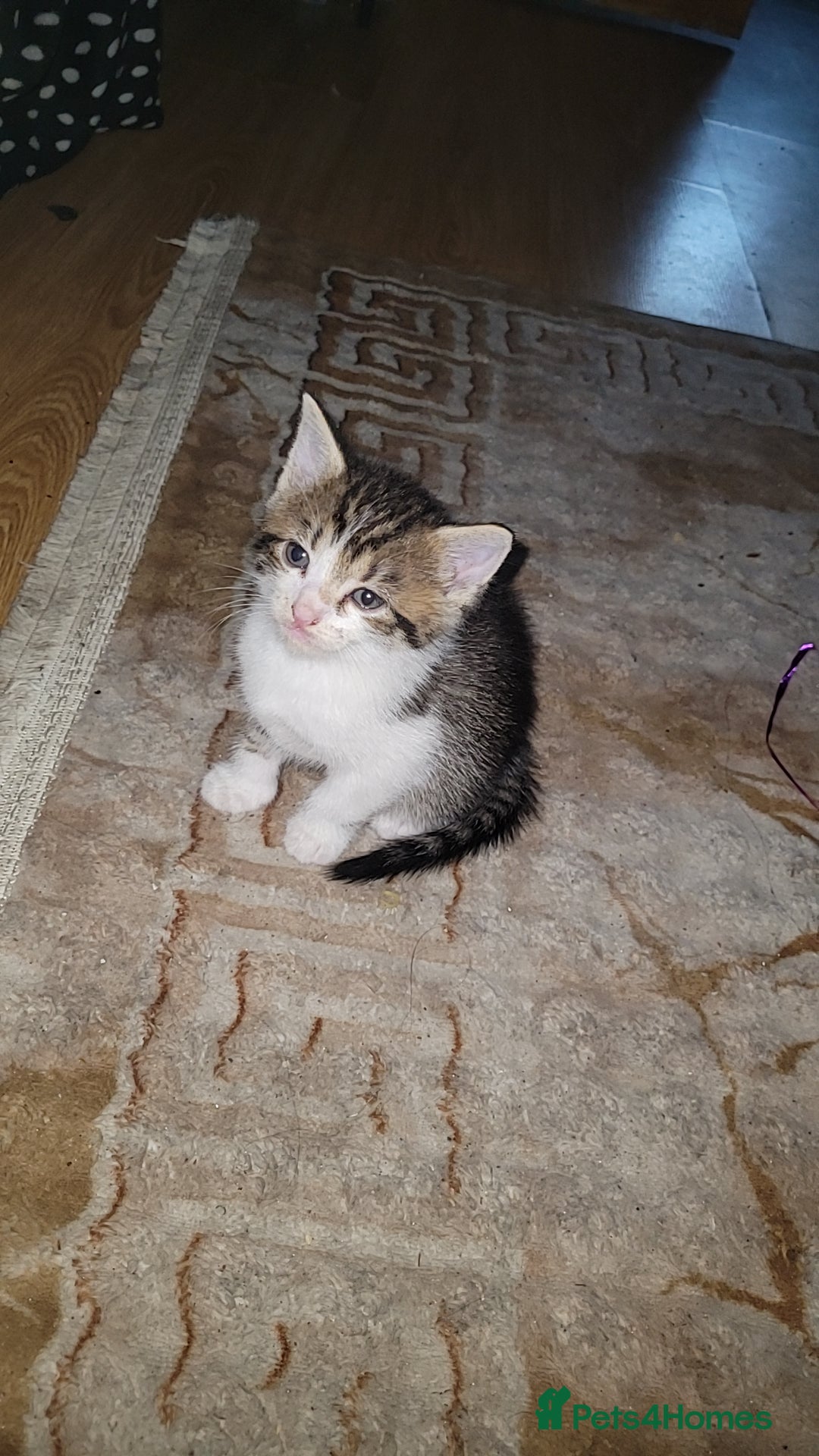 Mixed Breed cats for sale: Beautiful mixed kittens 2 boys 2 girl - Image 6