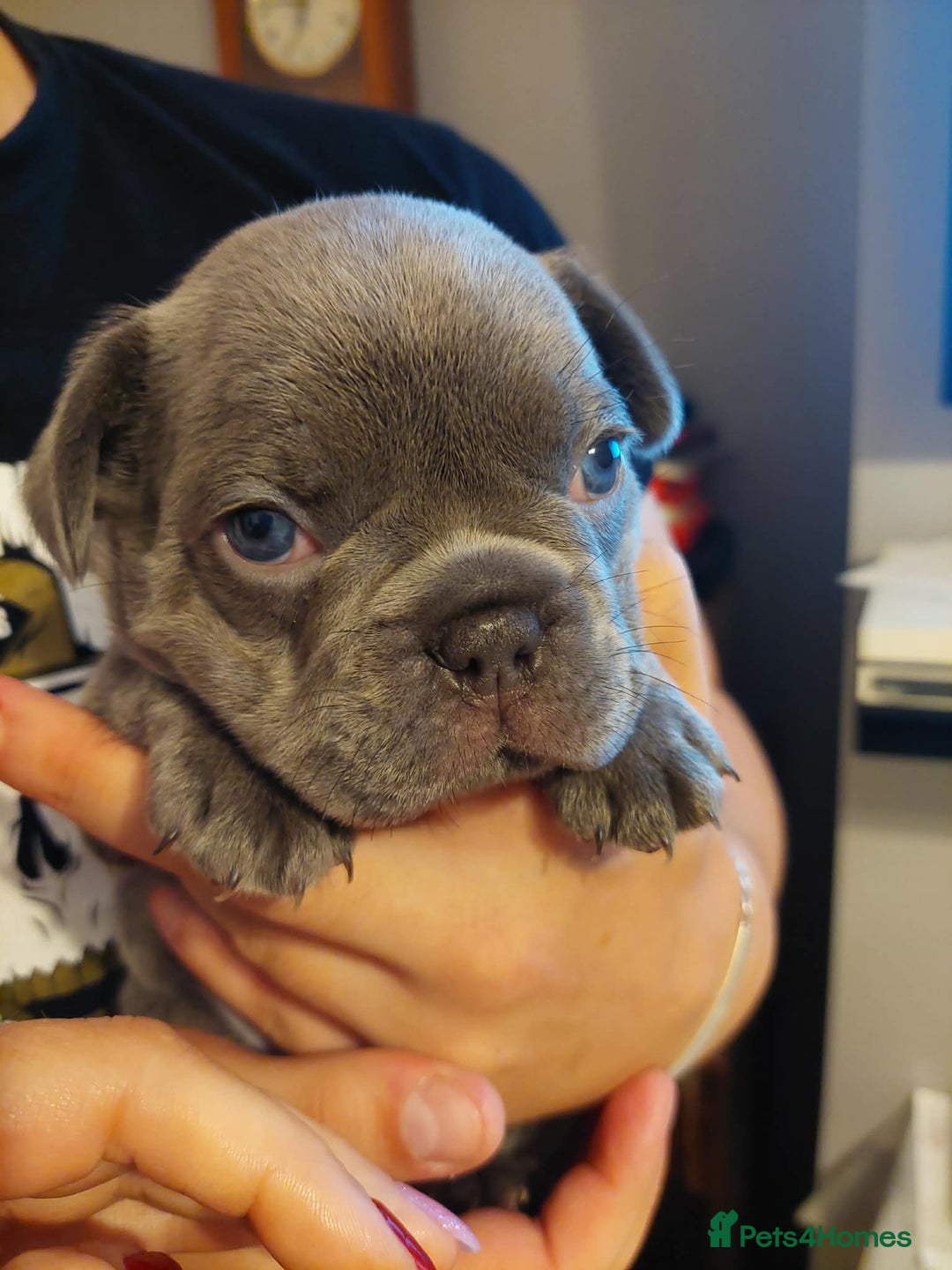 French Bulldog dogs for sale: Beautiful KC registered French Bulldog Puppies - Advert 18