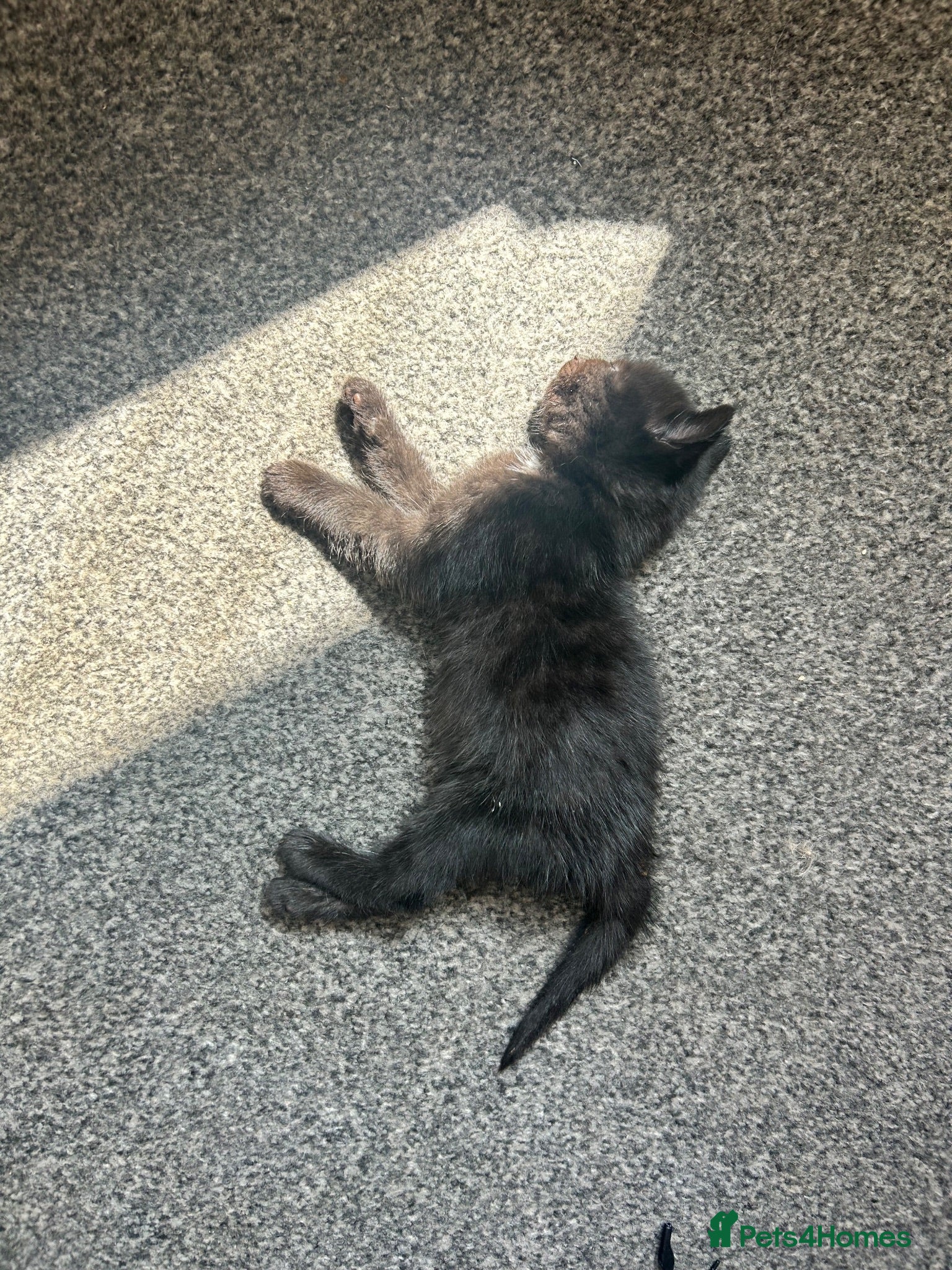Mixed Breed cats Kittens for sale £20 - Advert 18