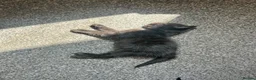 Mixed Breed cats for sale: Kittens for sale £20 - Advert 14