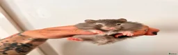 Hamster rodents for sale: Baby syrian hamsters  - Advert 3