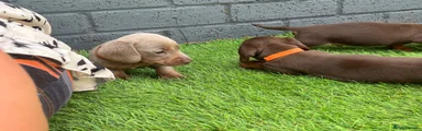 Miniature Dachshund 6