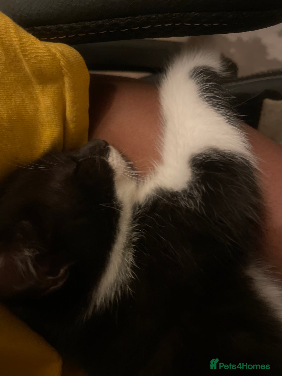 Mixed Breed cats for sale: Kittens for sale! - Image 14