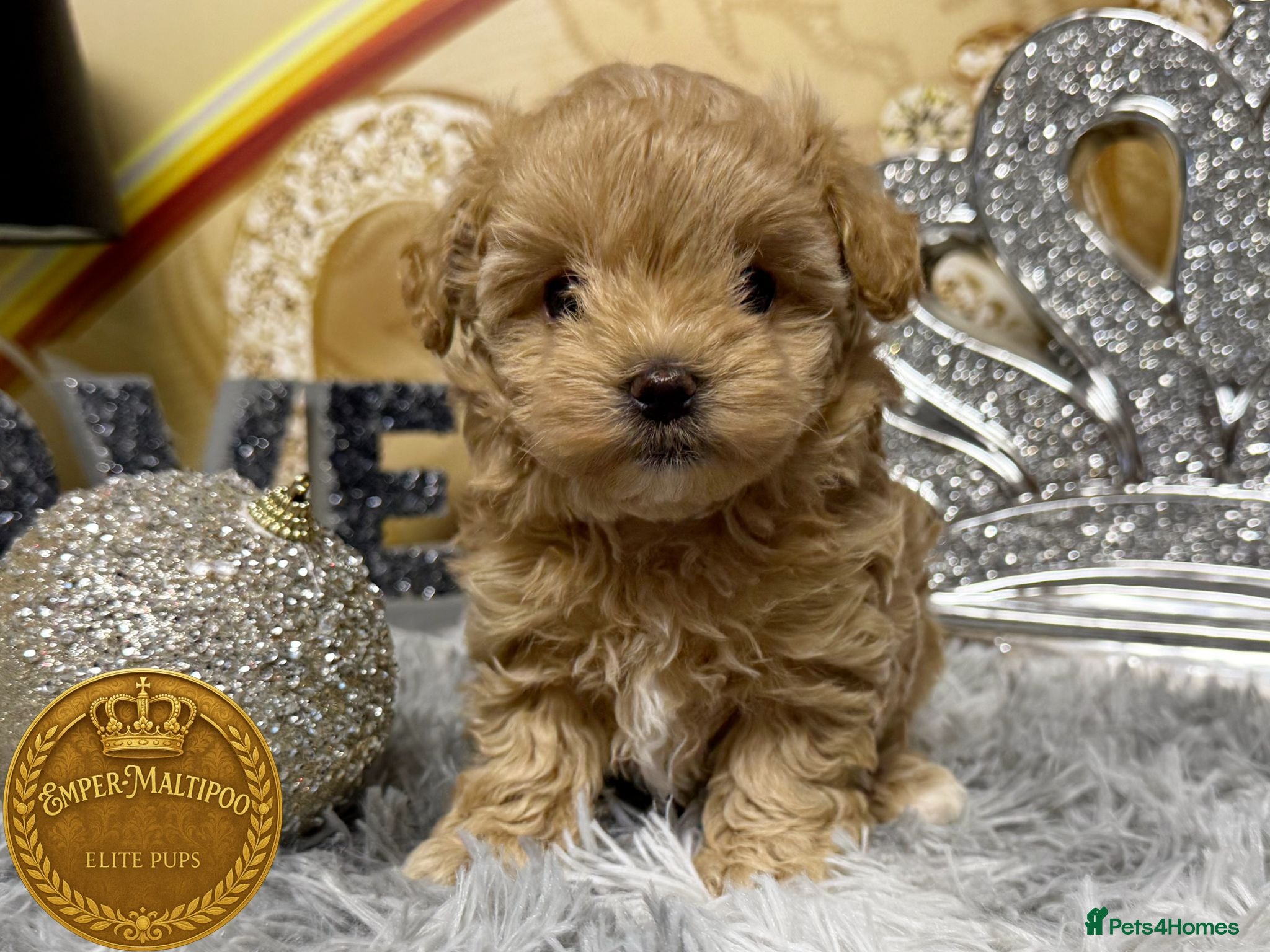 Maltipoo dogs Adorable maltipoo girl ready now - Advert 1