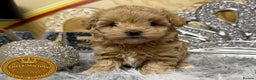 Maltipoo dogs for sale: Adorable maltipoo girl ready now - Advert 1