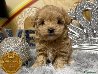 Maltipoo dogs Adorable maltipoo girl ready now - Advert 1