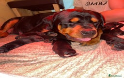 Rottweiler dogs for sale: Traditional Rottweiler Puppies  - Image 3