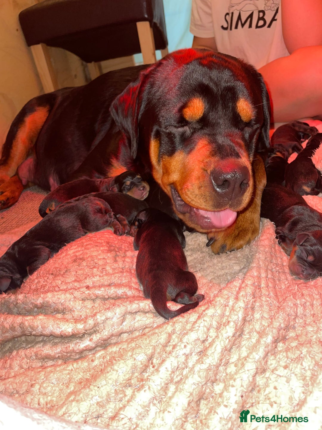 Rottweiler dogs for sale: Traditional Rottweiler Puppies  - Image 3