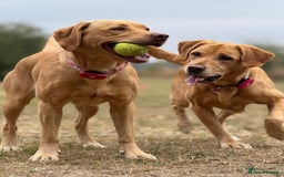 Labrador Retriever dogs for sale: Dudley Fox Red Labradors with FTCH in lineage - Image 3