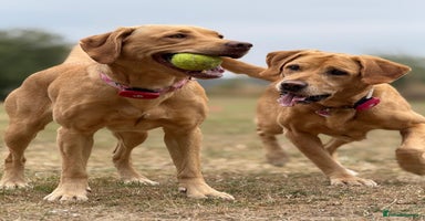 Labrador Retriever dogs - Advert 2