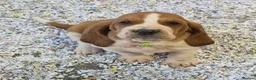Basset Hound dogs for sale: KC BASSET HOUND PUPPIES FROM HEALTH SCORED PARENTS - Advert 26