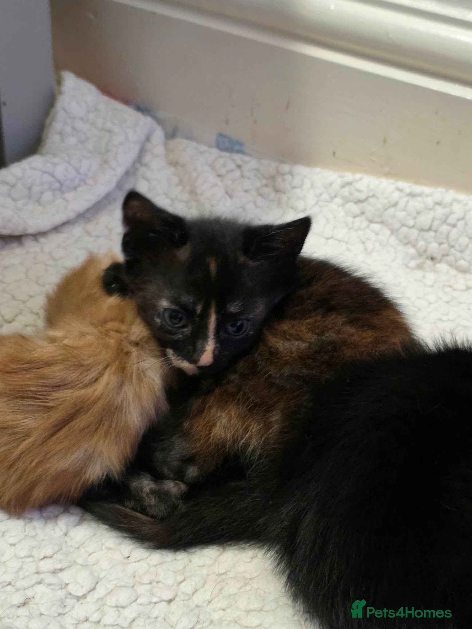 Domestic Shorthair cats Kittens  - Advert 5