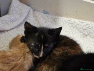 Domestic Shorthair cats Kittens - Advert 5