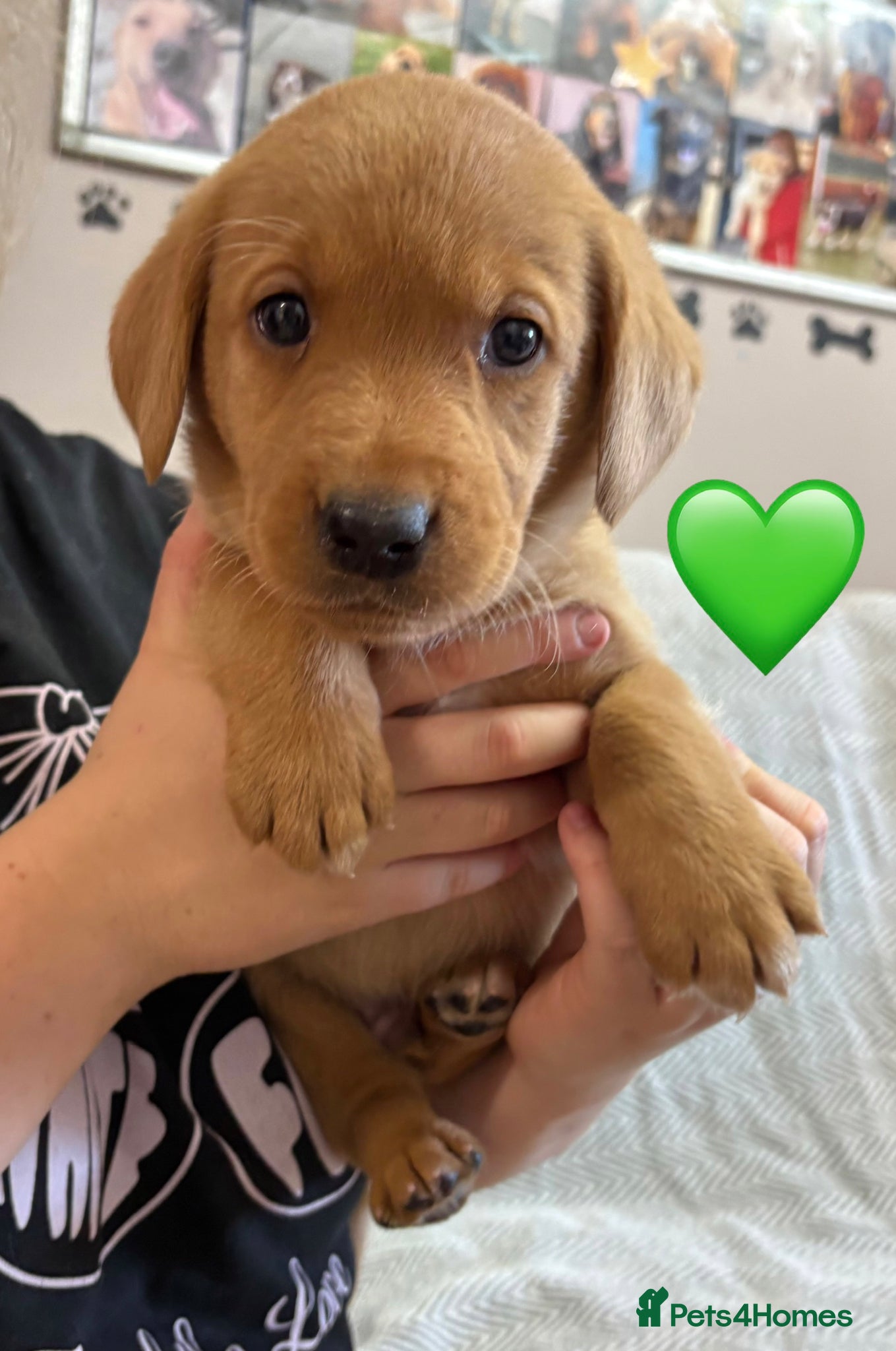 Labrador Retriever dogs Last Chunky Labrador Puppy Available  - Advert 1