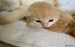 Ragcoon cats for sale: Ragdol Maincoon Cross vert rare fawn colour - Image 2