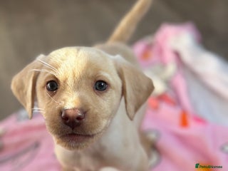 Labrador Retriever dogs - Advert 7