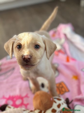 Labrador Retriever dogs - Advert 5