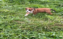 Mixed Breed dogs for sale: Staffy x Australian Kelpie  - Image 33