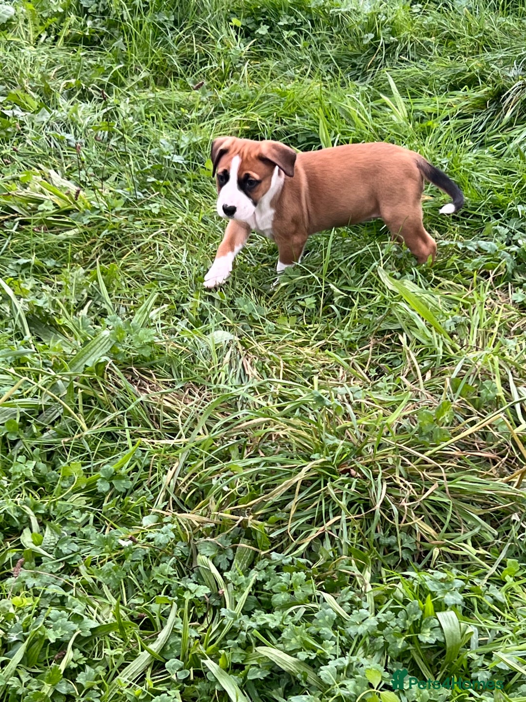 Mixed Breed dogs for sale: Staffy x Australian Kelpie  - Image 33