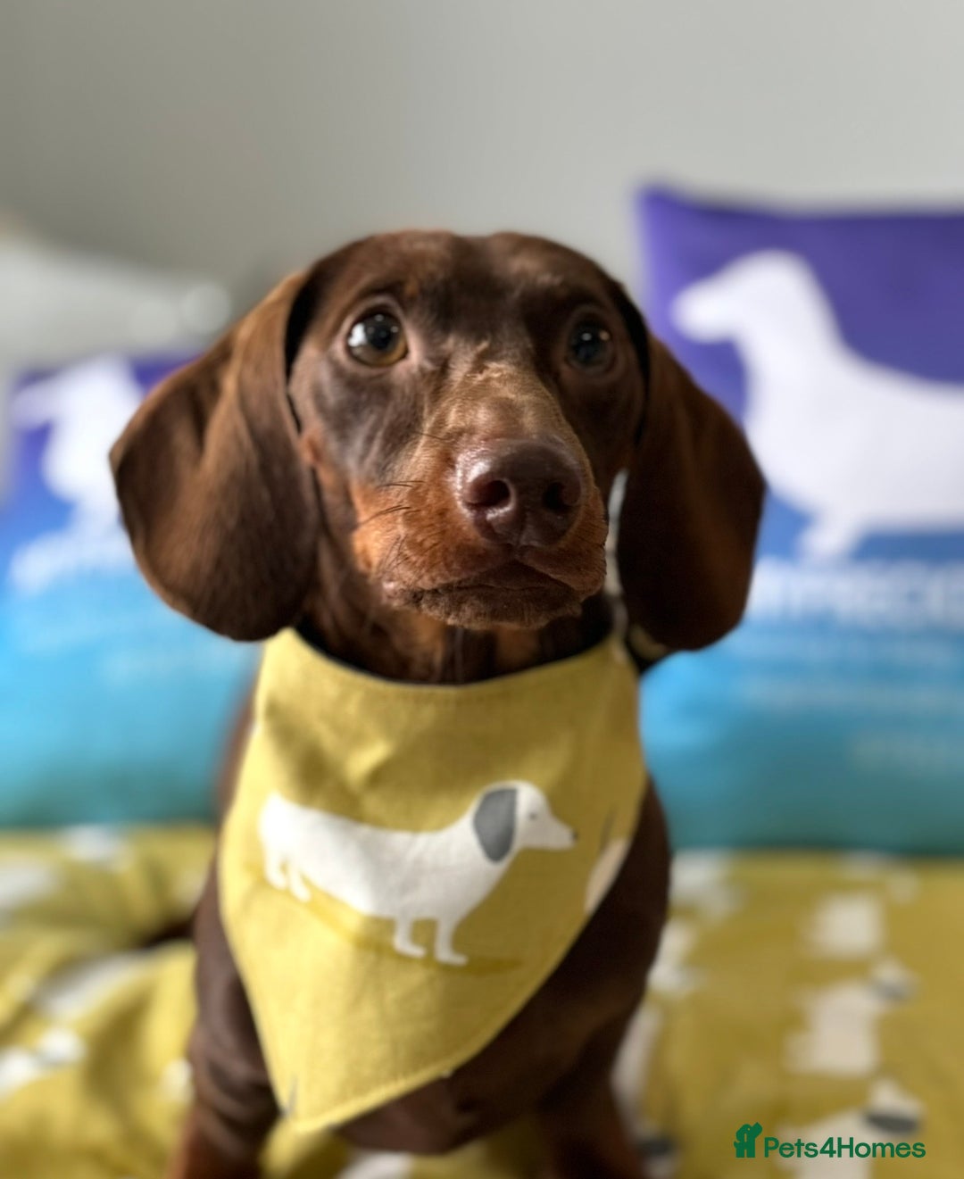 Miniature Dachshund dogs for stud: Kc fully tested mini smooth dashchund  - Advert 3