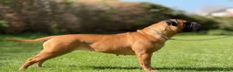 Bullmastiff dogs for sale:  Bullmastiff puppies available for loving homes in Taunton - Advert 14