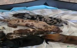 Miniature Dachshund dogs for sale: Beautiful pure bred smooth Mini Dachshund puppies - Advert 3