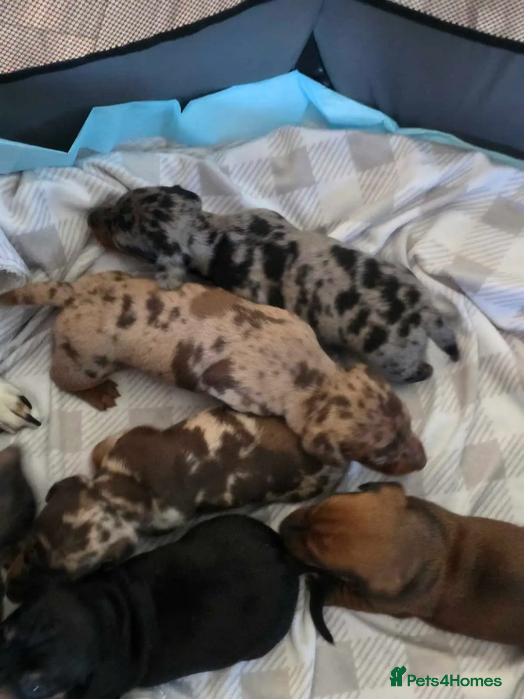 Miniature Dachshund dogs for sale: Beautiful pure bred smooth Mini Dachshund puppies - Advert 3