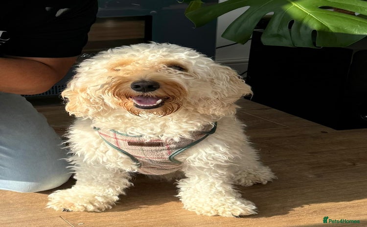 Cockapoo dogs - Advert 16