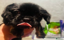Mixed Breed dogs for sale: Beautiful puppies  - Image 3