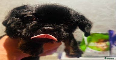 Mixed Breed dogs - Advert 4