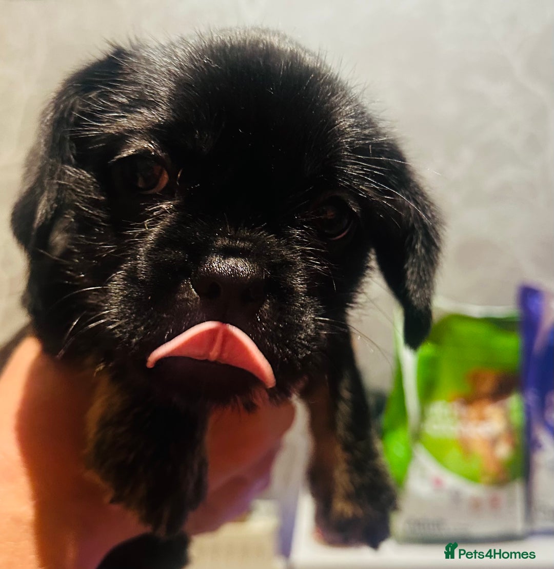 Mixed Breed dogs for sale: Beautiful puppies  - Image 3