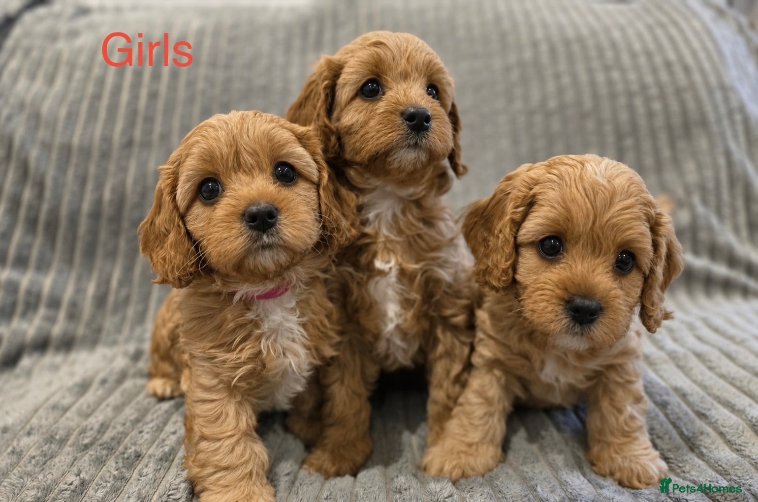 Cavapoo dogs Health tested F1 Cavapoo puppies 🐶🥰 - Advert 3