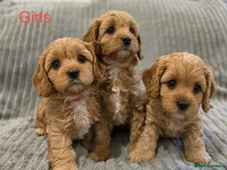 Cavapoo dogs Health tested F1 Cavapoo puppies 🐶🥰 - Advert 3