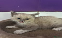 Ragdoll cats for sale:  Gorgeous purebred mink ragdolls   - Image 9