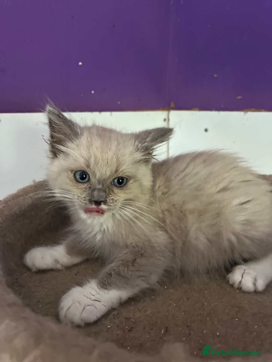 Ragdoll cats for sale:  Gorgeous purebred mink ragdolls   - Image 9