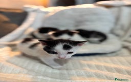 Domestic Shorthair cats for sale: Beautiful litter of kittens - Image 15