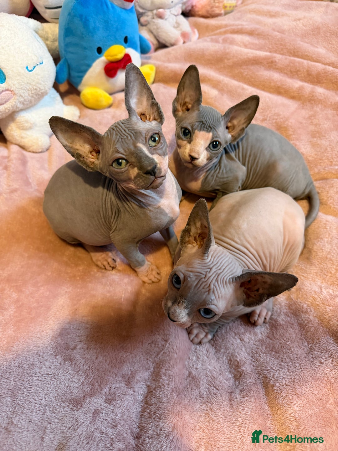 Sphynx cats for sale: Adorable Tica Registered Sphynx Kittens - Blue  - Advert 1