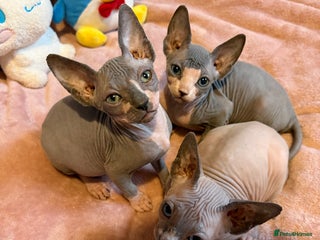 Sphynx cats Adorable Tica Registered Sphynx Kittens - Blue - Advert 15