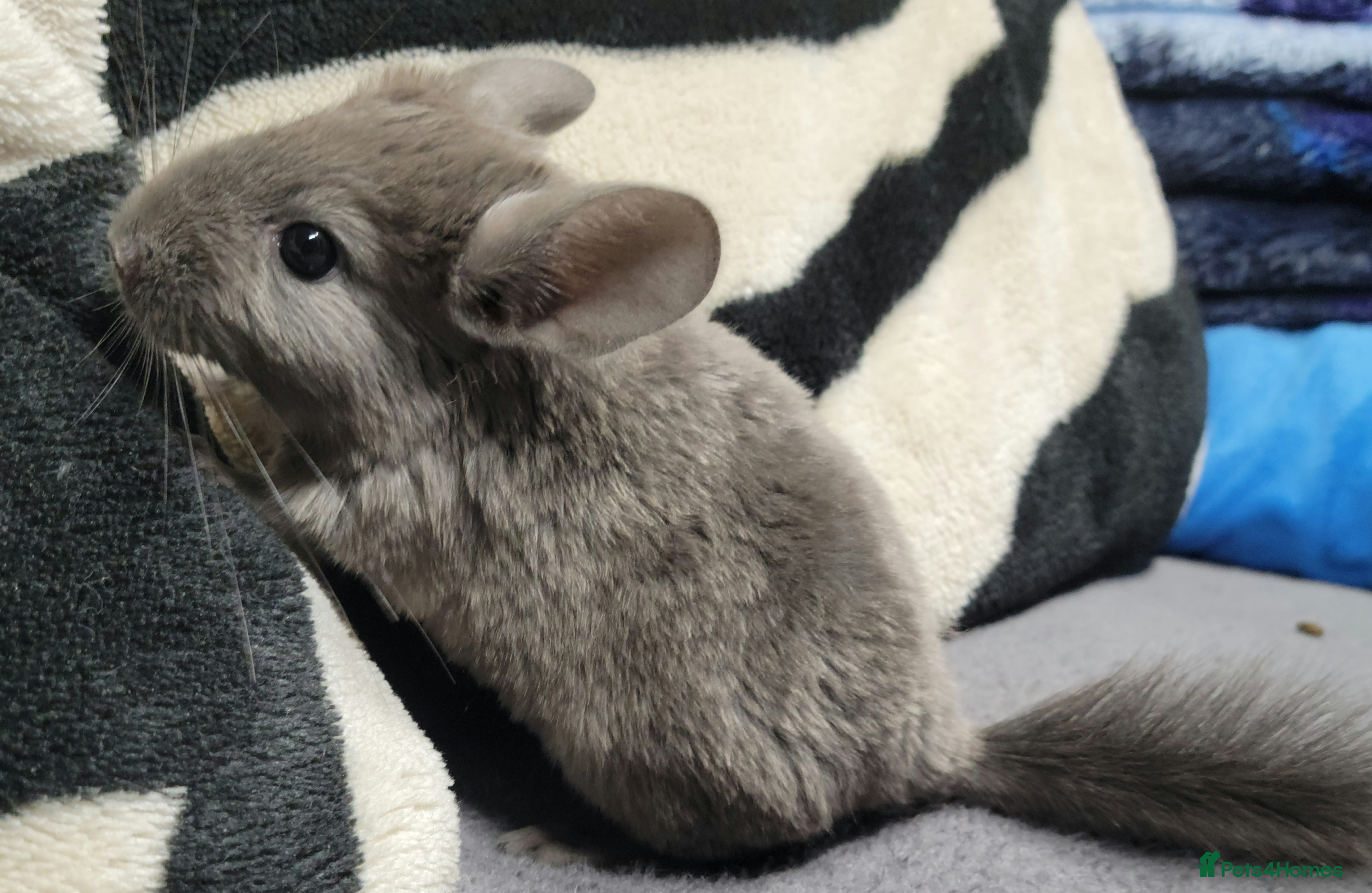 Chinchilla rodents Violet wrap baby female chinchilla - Advert 7