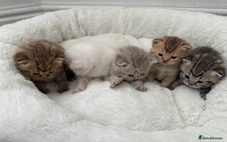 British Shorthair cats for sale: British shorthair kittens  - Image 9