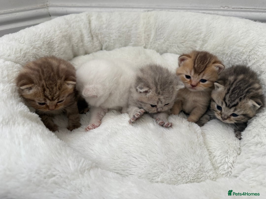 British Shorthair cats for sale: British shorthair kittens  - Image 9