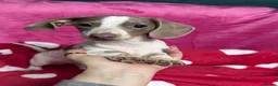 Miniature Dachshund dogs for sale: 4 cute piebald miniature dachshunds available  - Advert 2